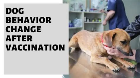 As to majority of the book, it seemed to. . Dog behavior change after vaccination